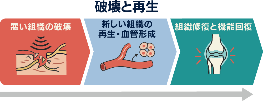 破壊と再生のメカニズム全体図